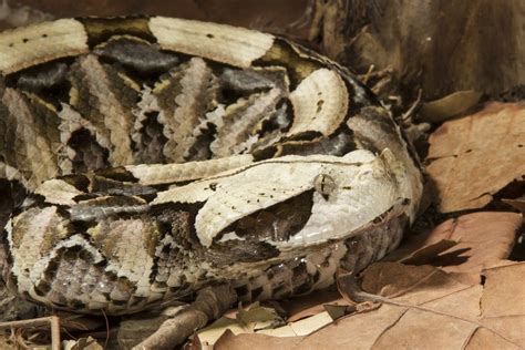 bitis_21|Gaboon Viper .